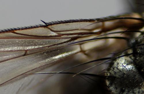 Sarcophaga vagans